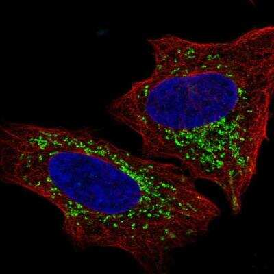 Immunocytochemistry/Immunofluorescence: S1P4/EDG-6 Antibody [NBP2-76562] - Staining of human cell line U-2 OS shows localization to mitochondria. Antibody staining is shown in green.