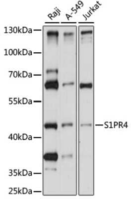 Western Blot: S1P4/EDG-6 Antibody [NBP2-94544] - Analysis of extracts of various cell lines, using S1P4/EDG-6 at 1:1000 dilution. Secondary antibody: HRP Goat Anti-Rabbit IgG (H+L) at 1:10000 dilution. Lysates/proteins: 25ug per lane. Blocking buffer: 3% nonfat dry milk in TBST. Detection: ECL Basic Kit . Exposure time: 30s.