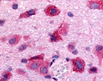 Immunohistochemistry-Paraffin: S1P5/EDG-8 Antibody [NLS3802] - Analysis of anti-EDG8 antibody with rat brain, neurons and glia.