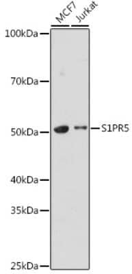 Western Blot: S1P5/EDG-8 Antibody [NBP3-15965] - Western blot analysis of extracts of various cell lines, using S1P5/EDG-8 antibody (NBP3-15965) at 1:1000 dilution. Secondary antibody: HRP Goat Anti-Rabbit IgG (H+L) at 1:10000 dilution. Lysates/proteins: 25ug per lane. Blocking buffer: 3% nonfat dry milk in TBST. Detection: ECL Basic Kit. Exposure time: 10s.