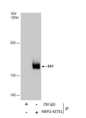 Immunoprecipitation: SA1 Antibody (1515) [NBP2-43751] - Immunoprecipitation of SA1 protein from HeLa whole cell extracts using 5 ug of SA1 antibody [1515]. Western blot analysis was performed using SA1 antibody [1515] EasyBlot anti-Mouse IgG was used as a secondary reagent.