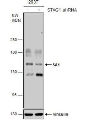 Western Blot: SA1 Antibody (1515) [NBP2-43751] - Non-transfected (-) and transfected (+) 293T whole cell extracts (30 ug) were separated by 5% SDS-PAGE, and the membrane was blotted with SA1 antibody [1515].