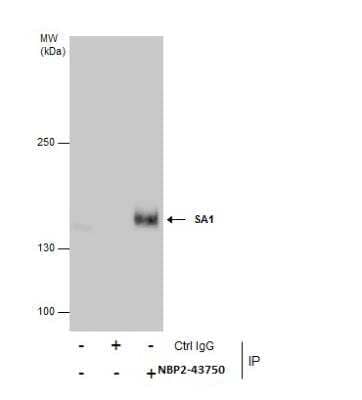 Immunoprecipitation: SA1 Antibody (8810) [NBP2-43750] -  Immunoprecipitation of SA1 protein from HeLa whole cell extracts using 5 ug of SA1 antibody [8810].  Western blot analysis was performed using SA1 antibody [8810] EasyBlot anti-Mouse IgG was used as a secondary reagent.