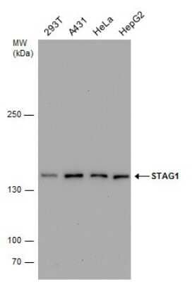 Western Blot: SA1 Antibody (8810) [NBP2-43750] - Analysis of various whole cell extracts (30 ug) were separated by 5% SDS-PAGE, and the membrane was blotted with STAG1 antibody diluted by 1:1000.