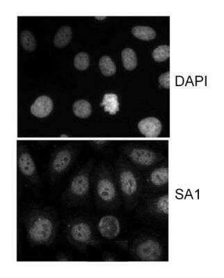 Immunocytochemistry/Immunofluorescence: SA1 Antibody [NB100-299] - HeLa cells that were extracted for 5 min. at 4C in 0.5% Triton in CSK buffer.  Antibody used at 1 ug/ml.