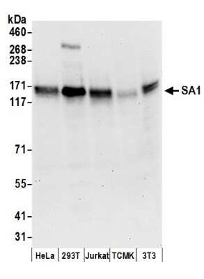 <b>Biological Strategies Validation. </b>Western Blot: SA1 Antibody [NB100-299] - Samples: Whole cell lysate (50 ug) from HeLa, 293T, Jurkat, mouse TCMK-1, and mouse NIH3T3 cells prepared using NETN lysis buffer. Antibodies: Affinity purified goat anti-SA1 antibody used for WB at 0.1 ug/ml. Detection: Chemiluminescence with an exposure time of 30 seconds.