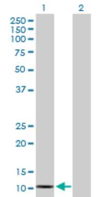Western Blot: SAA2 Antibody [H00006289-D01P] - Analysis of SAA2 expression in transfected 293T cell line by SAA2 polyclonal antibody.Lane 1: SAA2 transfected lysate(13.50 KDa).Lane 2: Non-transfected lysate.