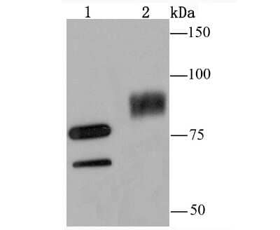 Western Blot: SAE2 Antibody (JM66-53) [NBP2-75654] - Analysis of SAE2/UBA2 on A549 (1) and PC-12 (2) cell lysate using anti-SAE2/UBA2 antibody at 1/500 dilution.