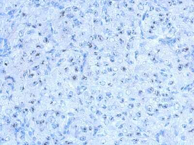 Immunohistochemistry-Paraffin SALF Antibody