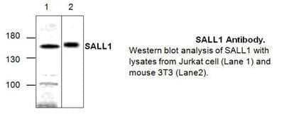 Western Blot: SALL1 Antibody [NBP1-97851]