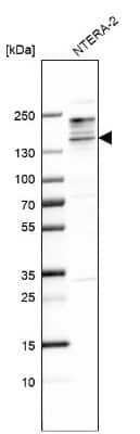 Western Blot: SALL3 Antibody [NBP1-80587] - Analysis in human cell line NTERA-2.
