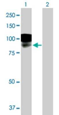 Western Blot: SALM2/LRFN1 Antibody [H00057622-B01P] - Analysis of LRFN1 expression in transfected 293T cell line by LRFN1 polyclonal antibody.  Lane 1: LRFN1 transfected lysate(84.81 KDa). Lane 2: Non-transfected lysate.
