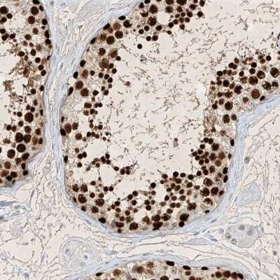 Immunohistochemistry-Paraffin: SAMD15 Antibody [NBP1-90727] - Staining of human testis shows high expression.