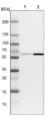 Western Blot: SAMD3 Antibody [NBP1-88732] - Lane 1: NIH-3T3 cell lysate (Mouse embryonic fibroblast cells) Lane 2: NBT-II cell lysate (Rat Wistar bladder tumour cells)