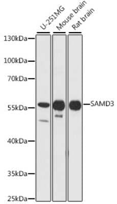 Western Blot: SAMD3 Antibody [NBP2-93941] - Analysis of extracts of various cell lines, using SAMD3 at 1:1000 dilution. Secondary antibody: HRP Goat Anti-Rabbit IgG (H+L) at 1:10000 dilution. Lysates/proteins: 25ug per lane. Blocking buffer: 3% nonfat dry milk in TBST. Detection: ECL Basic Kit . Exposure time: 5s.