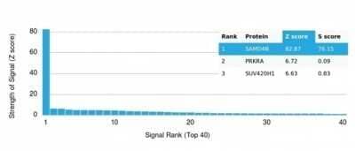 Protein Array: SAMD4B Antibody (PCRP-SAMD4B-1H3) [NBP3-13749] - Analysis of Protein Array containing more than 19,000 full-length human proteins using SAMD4B Antibody (PCRP-SAMD4B-1H3).