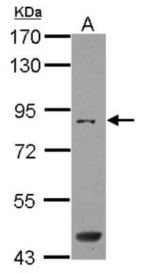 Western Blot: SAMD4B Antibody [NBP2-20255] - Sample (30 ug of whole cell lysate) A: U87-MG 7. 5% SDS PAGE gel, diluted at 1:1000.