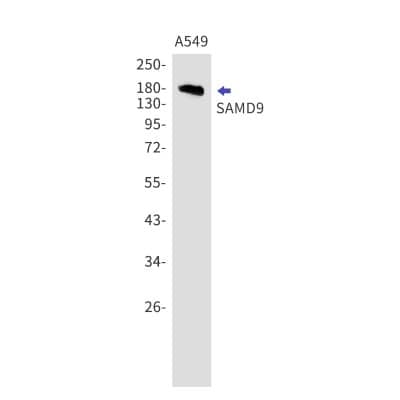 Western Blot: SAMD9 Antibody (S09-5B4) [NBP3-19767] - Western blot detection of SAMD9 in A549 cell lysates using NBP3-19767 (1:1000 diluted). Predicted band size: 184kDa. Observed band size: 184kDa.