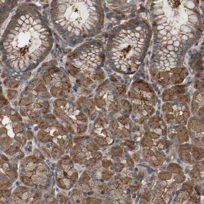 Immunohistochemistry-Paraffin: SAMD9L Antibody [NBP1-91241] - Staining of human stomach shows strong cytoplasmic positivity in glandular cells.