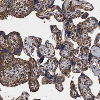 Immunohistochemistry-Paraffin: SAMD9L Antibody [NBP1-91242] - Staining of human placenta shows strong granular cytoplasmic positivity in trophoblastic cells.