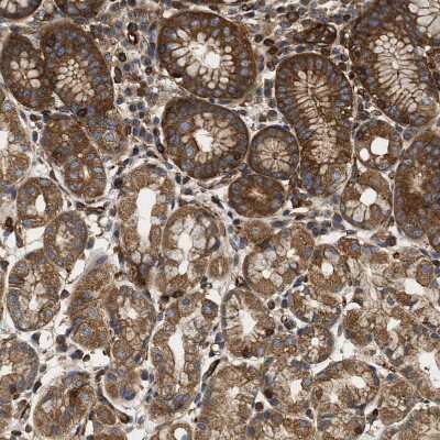 Immunohistochemistry-Paraffin: SAMD9L Antibody [NBP1-91242] - Staining of human stomach shows moderate cytoplasmic positivity in glandular cells.