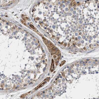 Immunohistochemistry-Paraffin: SAMD9L Antibody [NBP1-91242] - Staining of human testis shows moderate cytoplasmic positivity in Leydig cells.