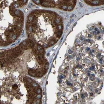 Immunohistochemistry-Paraffin: SAMD9L Antibody [NBP1-91243] - Staining of human kidney.