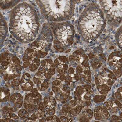 Immunohistochemistry-Paraffin: SAMD9L Antibody [NBP1-91243] - Staining of human stomach shows strong cytoplasmic positivity in glandular cells.