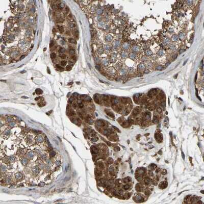 Immunohistochemistry-Paraffin SAMD9L Antibody