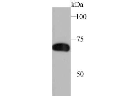 Western Blot: SAMHD1 Antibody (JU56-04) [NBP2-75655] - Analysis of SAMHD1 on THP-1 cell lysate using anti-SAMHD1 antibody at 1/1,000 dilution.