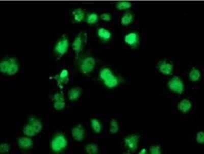 Immunocytochemistry/Immunofluorescence: SAMHD1 Antibody (OTI3F5) - Azide and BSA Free [NBP2-73979] - Staining of COS7 cells transiently transfected by pCMV6-ENTRY SAMHD1.