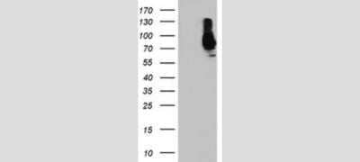 Western Blot: SAMHD1 Antibody (OTI3F5) - Azide and BSA Free [NBP2-73979] - HEK293T cells were transfected with the pCMV6-ENTRY control (Left lane) or pCMV6-ENTRY SAMHD1 (Right lane) cDNA for 48 hrs and lysed. Equivalent amounts of cell lysates (5 ug per lane) were separated by SDS-PAGE and immunoblotted with anti-SAMHD1.