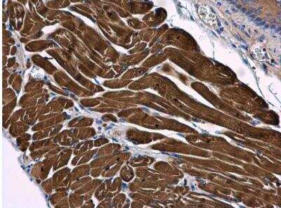 Immunohistochemistry-Paraffin: SAMM50 Antibody [NBP2-20257] -  Paraffin-embedded mouse muscle.  SAMM50 antibody [N1C1]  diluted at 1:500.