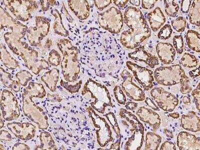 Immunohistochemistry-Paraffin: SAMM50 Antibody [NBP3-06283] - Immunochemical staining of human SAMM50 in human kidney with rabbit polyclonal antibody at 1:100 dilution, formalin-fixed paraffin embedded sections.