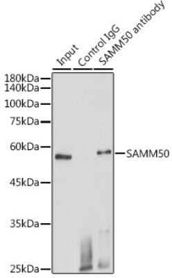 Immunoprecipitation: SAMM50 Antibody [NBP2-94852] - Immunoprecipitation analysis of 600ug extracts of Mouse heart cells using 3ug SAMM50 antibody (NBP2-94852). Western blot was performed from the immunoprecipitate using SAMM50 antibody (NBP2-94852) at a dilution of 1:1000.