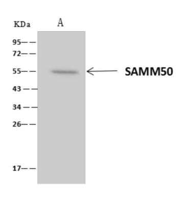 Immunoprecipitation: SAMM50 Antibody [NBP3-06283] - SAMM50 was immunoprecipitated using:Lane A:0.5 mg HepG2 Whole Cell Lysate4 uL anti-SAMM50 rabbit polyclonal antibody and 60 ug of Immunomagnetic beads Protein AG. Primary antibody:Anti-SAMM50 rabbit polyclonal antibody, at 1:100 dilution Secondary antibody:Clean-Blot IP Detection Reagent (HRP) at 1:1000dilutionDeveloped using the ECL technique.Performed under reducing conditions.Predicted band size: 50 kDaObserved band size :55 kDa