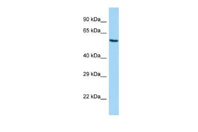 Western Blot: SAMM50 Antibody [NBP2-88210] - Host: Rabbit. Target Name: SAMM50. Sample Type: A549 Whole Cell lysates. Antibody Dilution: 1.0ug/ml