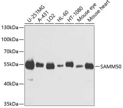 Western Blot: SAMM50 Antibody [NBP2-94852] - Analysis of extracts of various cell lines, using SAMM50 at 1:1000 dilution. Secondary antibody: HRP Goat Anti-Rabbit IgG (H+L) at 1:10000 dilution. Lysates/proteins: 25ug per lane. Blocking buffer: 3% nonfat dry milk in TBST. Detection: ECL Basic Kit . Exposure time: 30s.