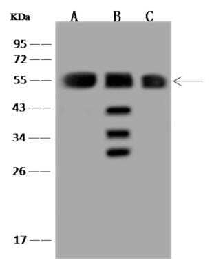 Western Blot SAMM50 Antibody - BSA Free
