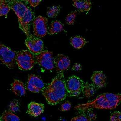 Immunocytochemistry/ Immunofluorescence SAMSN1 Antibody