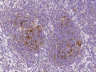 Immunohistochemistry-Paraffin: SAMSN1 Antibody [NBP2-97172] - Immunochemical staining of human SAMSN1 in human lymph node with rabbit polyclonal antibody at 1:1000 dilution, formalin-fixed paraffin embedded sections.