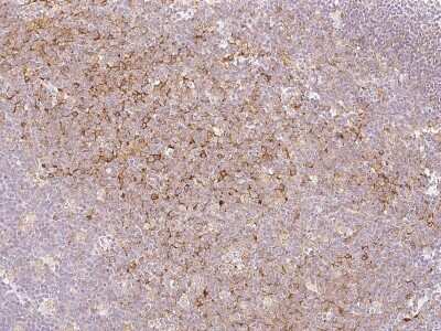 Immunohistochemistry-Paraffin: SAMSN1 Antibody [NBP2-97172] - Immunochemical staining of human SAMSN1 in human tonsil with rabbit polyclonal antibody at 1:1000 dilution, formalin-fixed paraffin embedded sections.