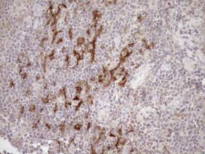 Immunohistochemistry: SAMSN1 Antibody (OTI7F5) - Azide and BSA Free [NBP2-73984] - Analysis of Human tonsil tissue.(Heat-induced epitope retrieval by 1mM EDTA in 10mM Tris buffer (pH8.5) at 120C for 3 min)(1:150)