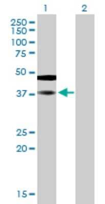 Western Blot: SAMSN1 Antibody [H00064092-B01P] - Analysis of SAMSN1 expression in transfected 293T cell line by SAMSN1 polyclonal antibody.  Lane 1: SAMSN1 transfected lysate(41.03 KDa). Lane 2: Non-transfected lysate.