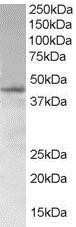 Western Blot: SAMSN1 Antibody [NB300-976] - (1ug/ml) staining of Jurkat lysate (35ug protein in RIPA buffer). Primary incubation was 1 hour. Detected by chemiluminescence.
