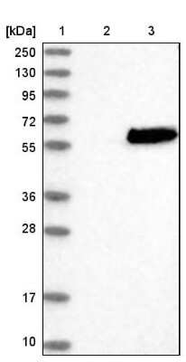 Western Blot SAMSN1 Antibody