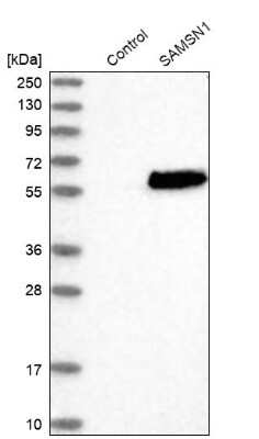 Western Blot SAMSN1 Antibody