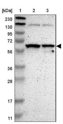 Western Blot SAMSN1 Antibody - BSA Free