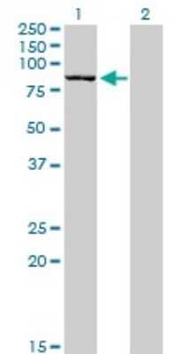 Western Blot: SAP102 Antibody (2B6) [H00001741-M03] - Analysis of DLG3 expression in transfected 293T cell line by DLG3 monoclonal antibody (M03), clone 2B6. Lane 1: DLG3 transfected lysatE (90.3 KDa). Lane 2: Non-transfected lysate.