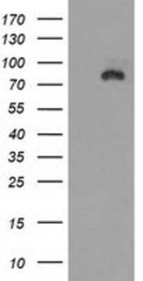 Western Blot: SAP102 Antibody (3F2) [NBP2-03428] HEK293T cells were transfected with the pCMV6-ENTRY control (Left lane) or pCMV6-ENTRY SAP102 (Right lane) cDNA for 48 hrs and lysed. Equivalent amounts of cell lysates (5 ug per lane) were separated by SDS-PAGE and immunoblotted with anti-SAP102.